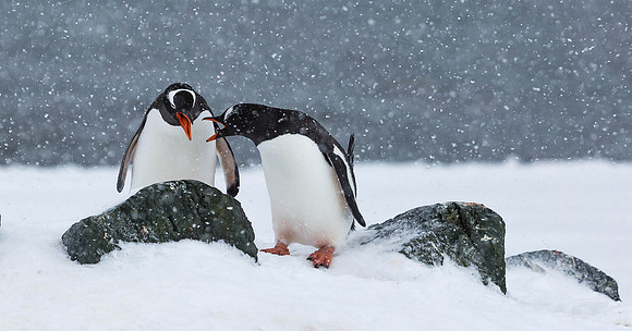 Gentoo Gossip-Best Nature Photographer Worldwide CAPA Int Salon '24