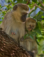 Africa 2009