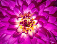 Dahlia