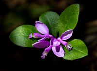 Gaywing/Fringed Polygala