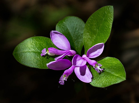 Gaywing/Fringed Polygala