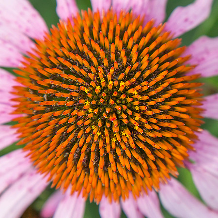 Echinacia
