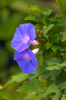 Morning Glory
