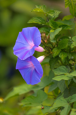 Morning Glory
