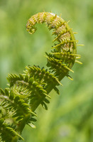 Fern