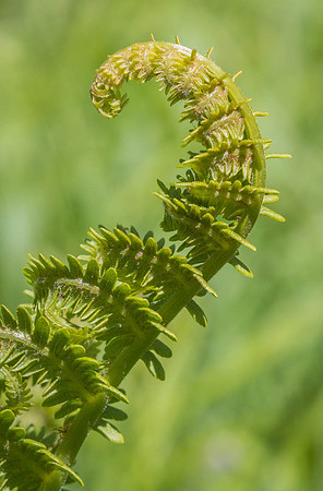 Fern