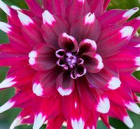 Dahlia