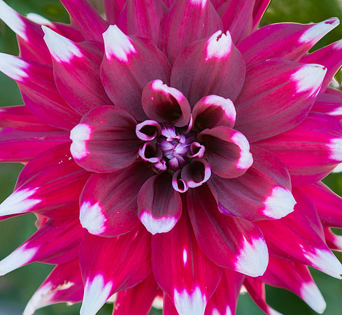 Dahlia