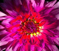 Dahlia