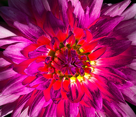 Dahlia