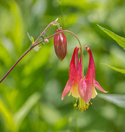 Columbine