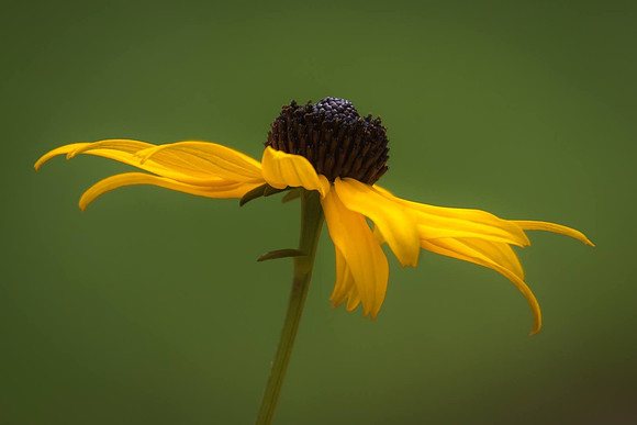 Daisy