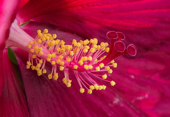 Hibiscus
