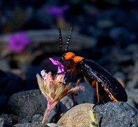 Bees, Bugs, Butterflies