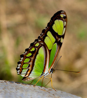 Green Philaethria Dido  Butterfly