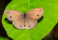 Little Wood Satyr Butterfly inner wings