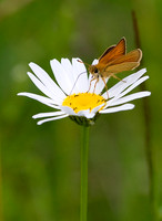 Daisy Daisy Give Me Your Nectar Do!