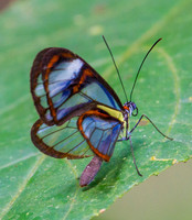 Clear Wing Butterfly