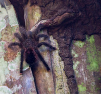 Pink Toed Tarantula