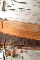 Birch