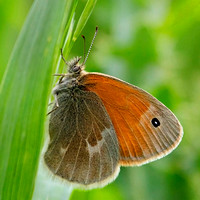 Ironate Ringlet Butterfly