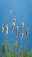 Bullrushes