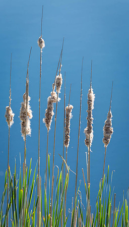Bullrushes