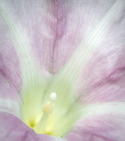 Hedge Bindweed