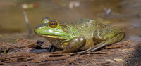 Green frog