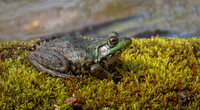 Green frog