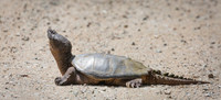 Snapping Turtle