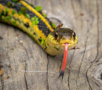 Amphibians