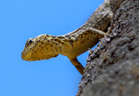 Little Lizard