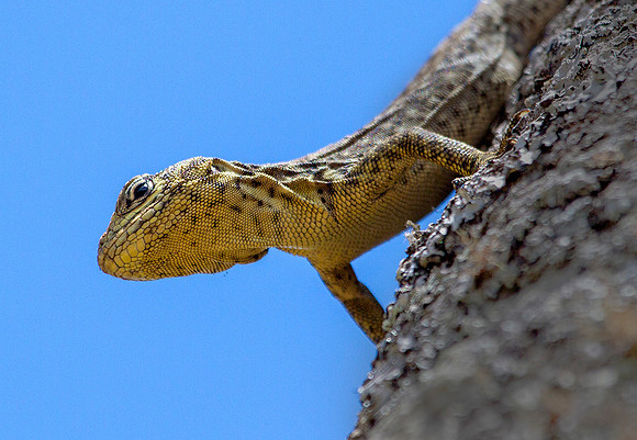 Little Lizard