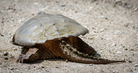 Snapping Turtle