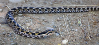 Hog Nosed Snake