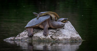 Snapper, Map, and Eastern Spiny- Softshell Turtles