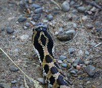 Hog Nosed Snake
