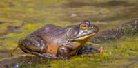Bull frog