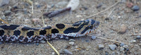 Hog Nosed Snake