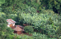 Uganda Life