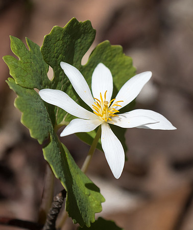 Single Bloodroot