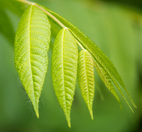 Sumac