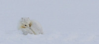 Arctic Fox