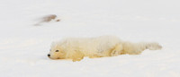 Arctic Fox