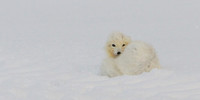 Arctic Fox