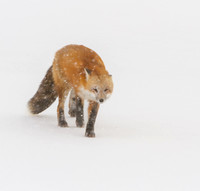 Red Fox