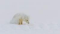 Arctic Fox
