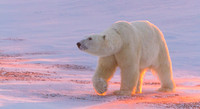 Sunset Bear