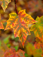 128A1682-Edit